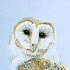Barn Owl