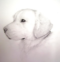 Golden retriever drawing