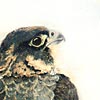 Juvenile Peregrine