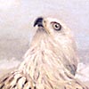 Two Red Kites