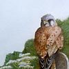 Male/Female Kestrel