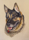 Hugo - Pastel - a valued family member and a lovely personality