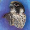 Magic - young peregrine falcon