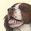 Spaniel