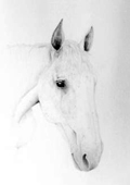 Example of horse painting