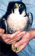 Bird Hospital