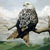 Red Kite on branch