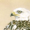 Red Kite on branch (early stages)