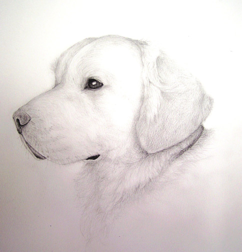 average lifespan golden retriever canada goose lifespan golden retriever average lifespan golden retriever canada goose lifespan golden retriever