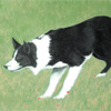 Mirk - supreme champion at the International Sheep Dog Trials 2009