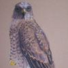 Young Sparrowhawk