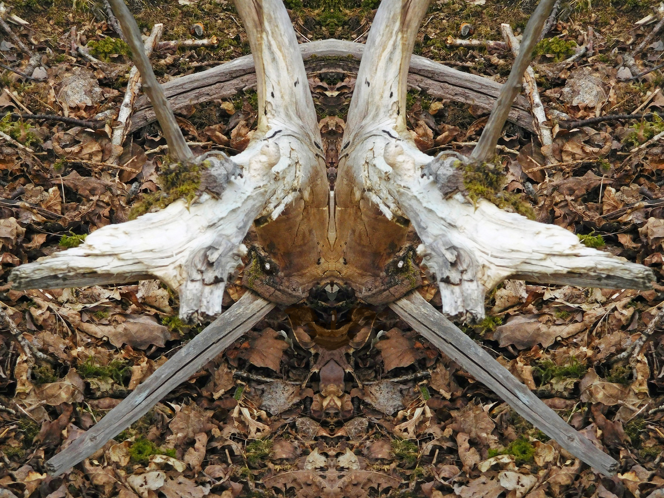 HORNEDSABRETOOTHSQUIRREL0690