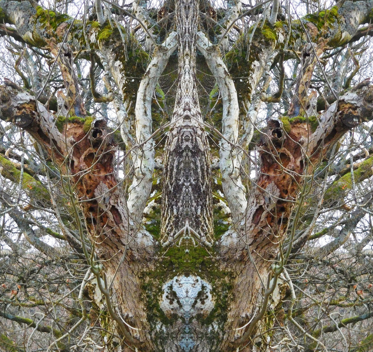 STAGTREE0102