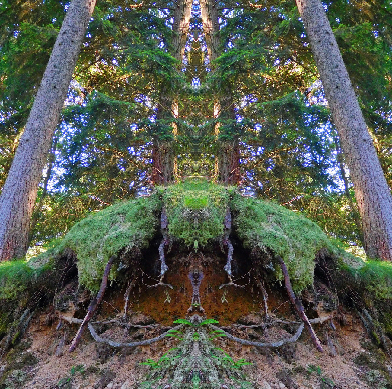 SUNRISETOTEM99231