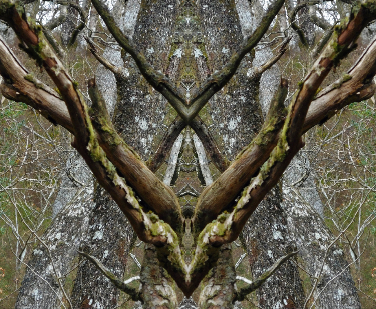 HORNS8936