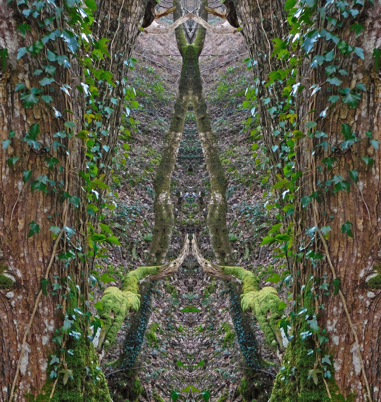 PEACOCK1635