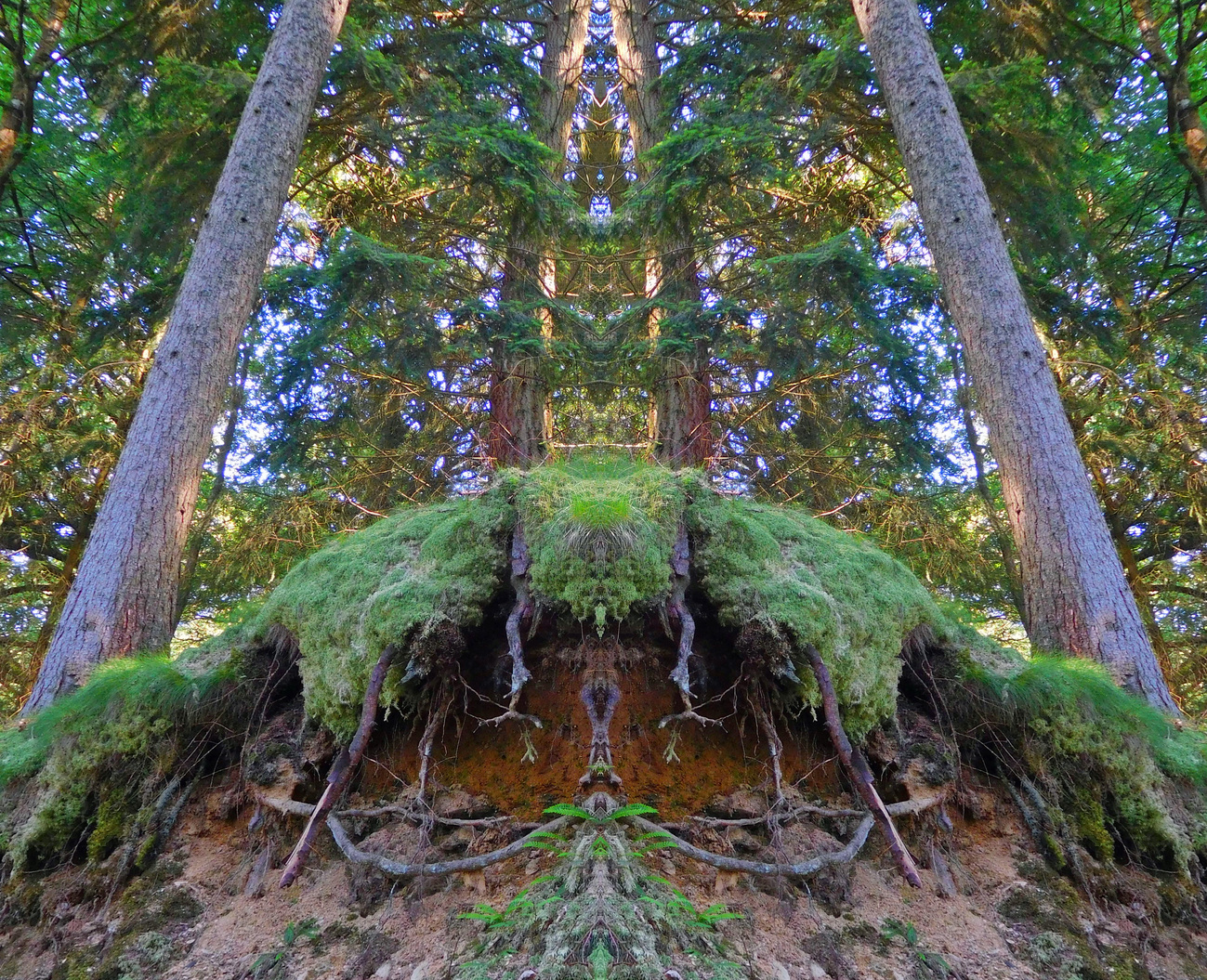 SUNRISETOTEM9923